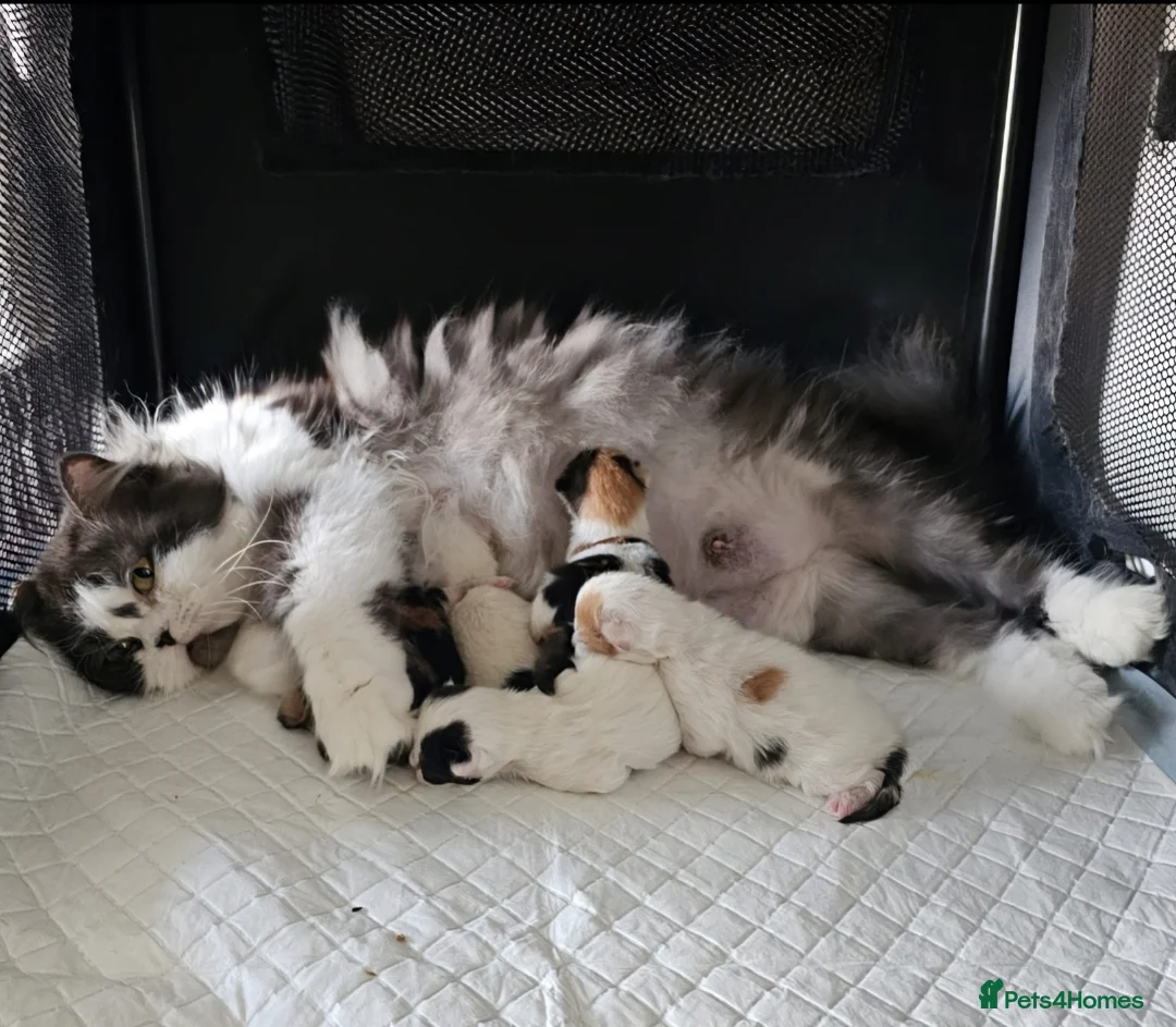 British Shorthair cats for sale: World class British Shorthair & Longhair kittens - Advert 2