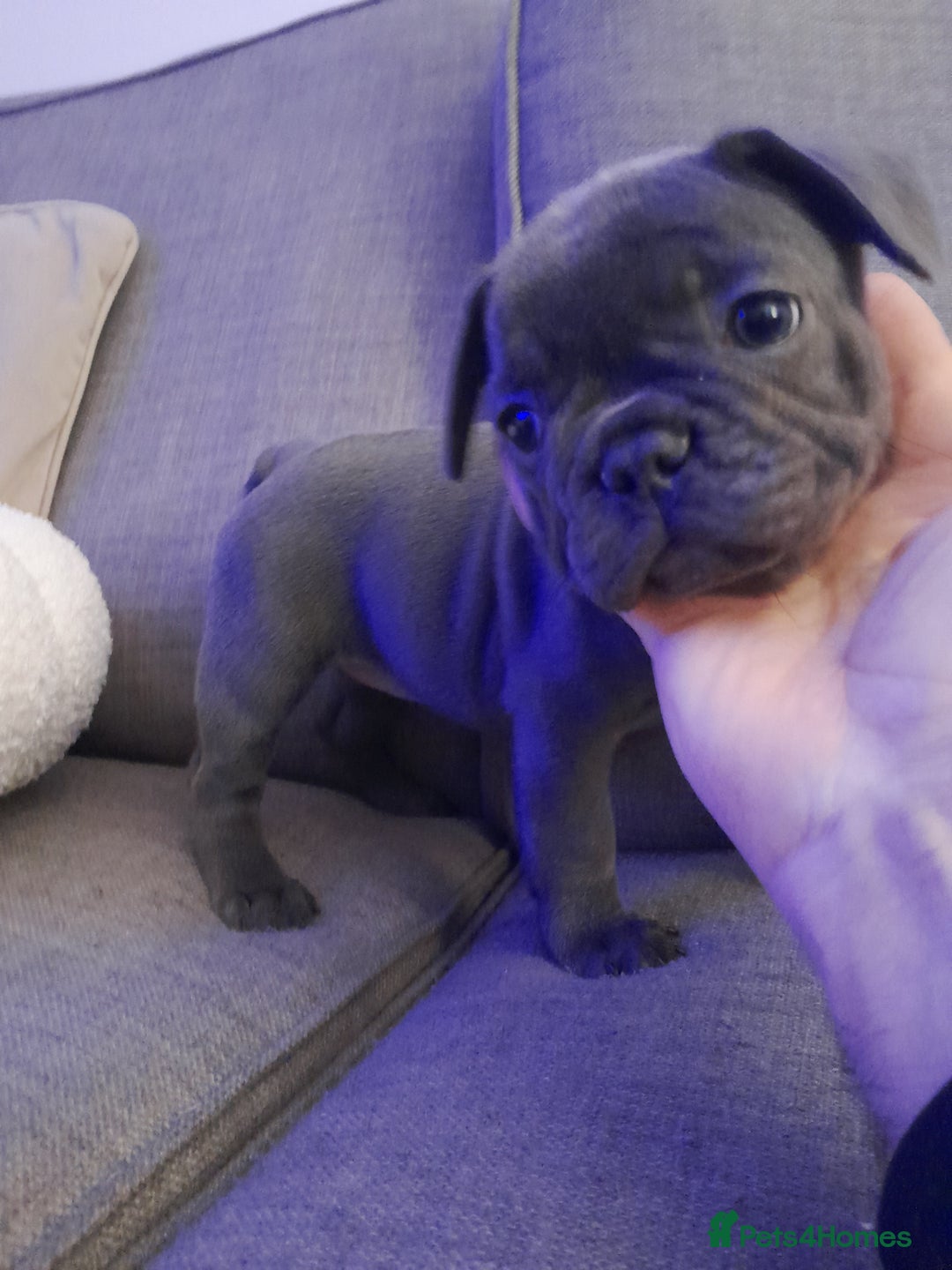 French Bulldog dogs for sale: Quality World class French bulldogs !!!! - Image 12