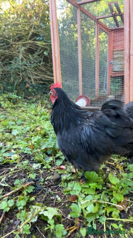 Chickens poultry in Okehampton - Advert 3