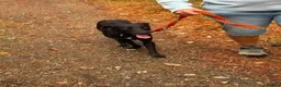 Mixed Breed dogs for adoption: Carl - Norwich Norfolk  - Advert 8