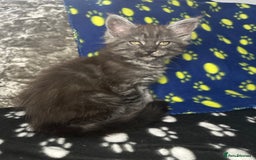 Maine Coon cats for sale: XXL Maine Coon Kittens Double TICA Champion lines  - Image 24