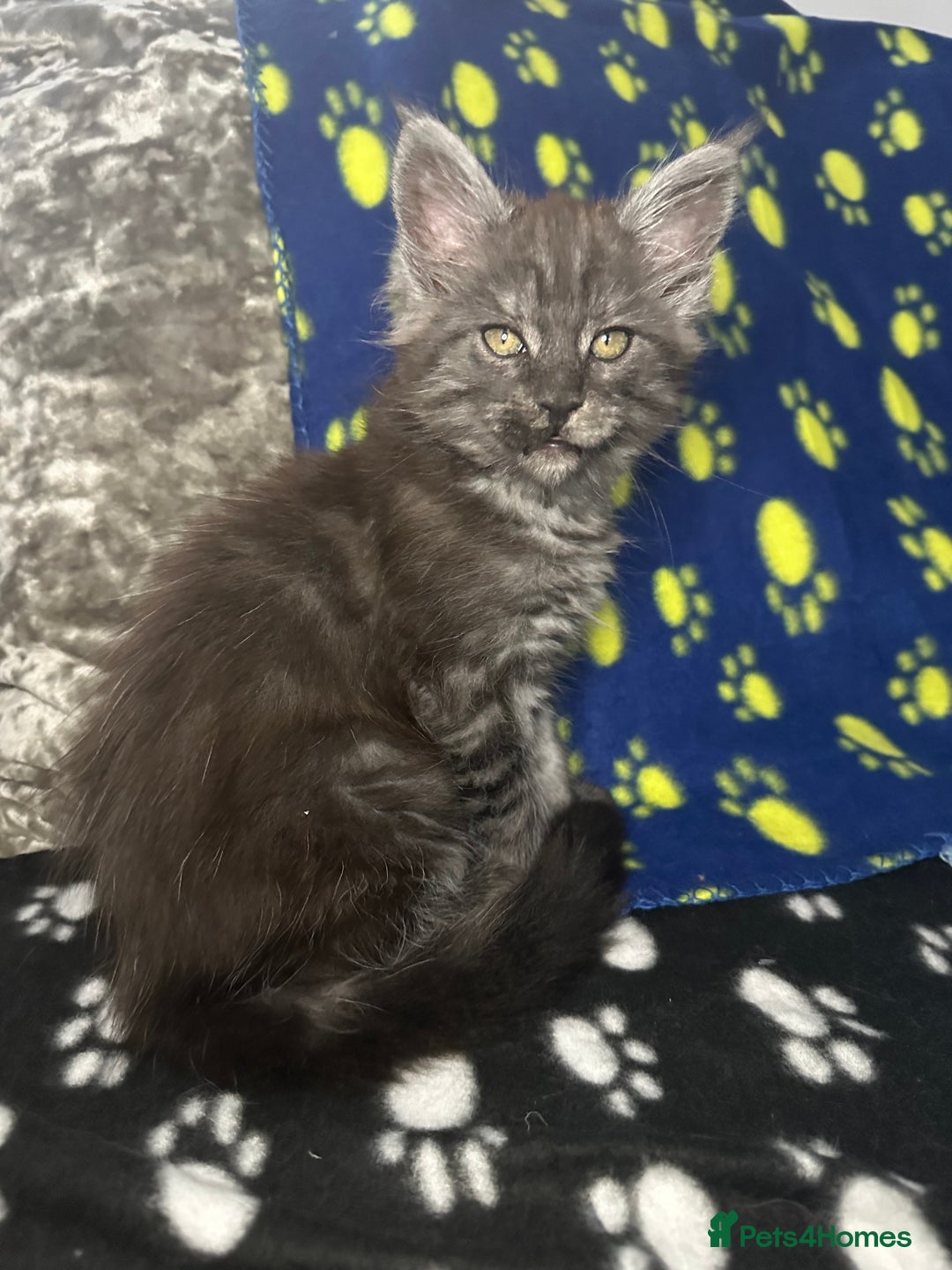 Maine Coon cats for sale: XXL Maine Coon Kittens Double TICA Champion lines  - Image 24