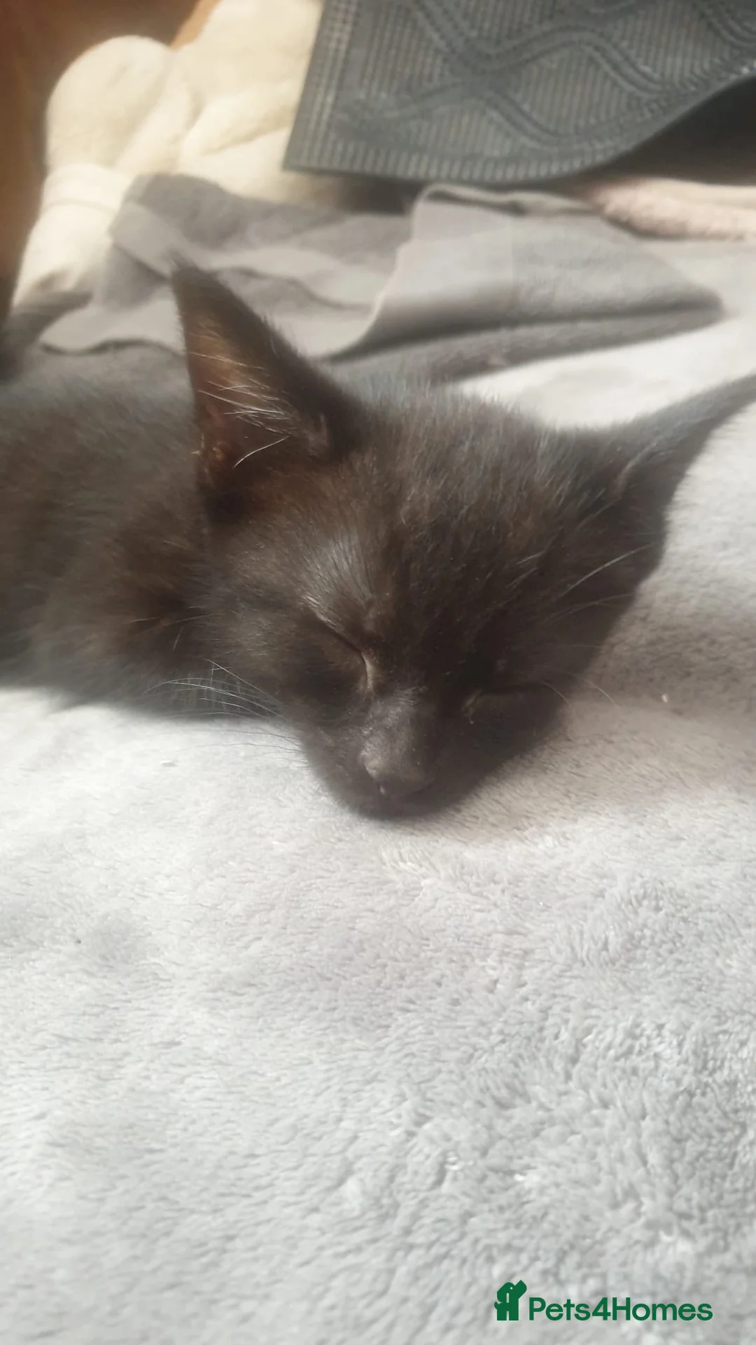 Mixed Breed cats for sale: Kittens! in Eastbourne - Advert 6