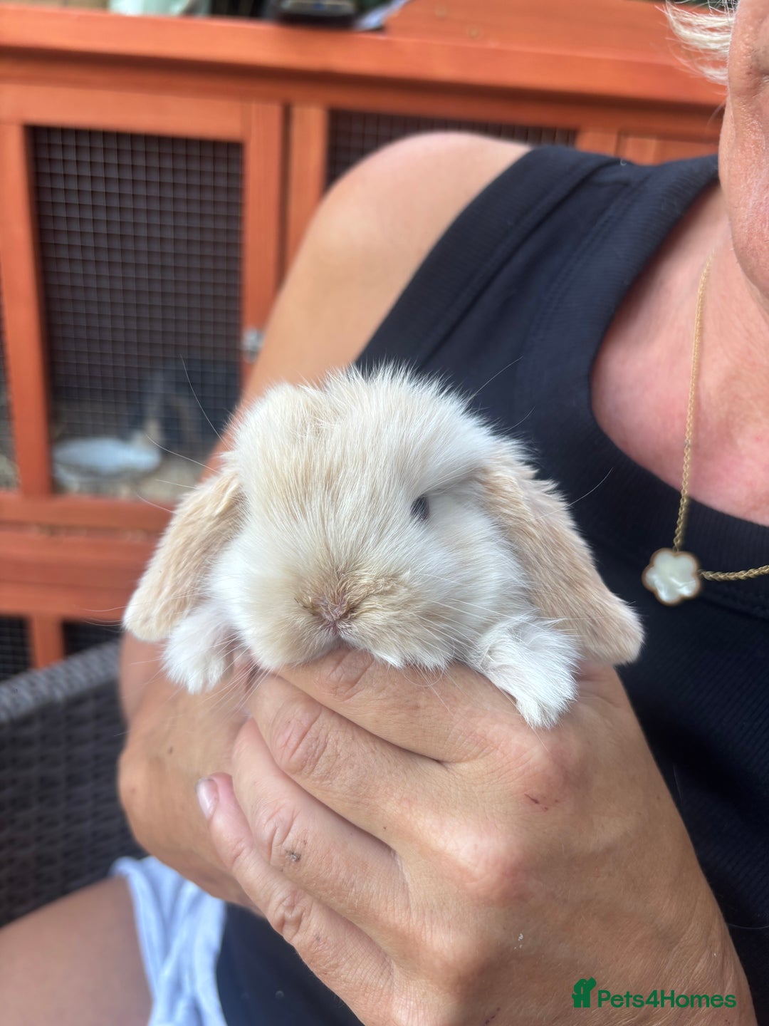 Mini Lop rabbits for sale: Stunning Mini Lop Bunnies🤍🌾 - Image 2
