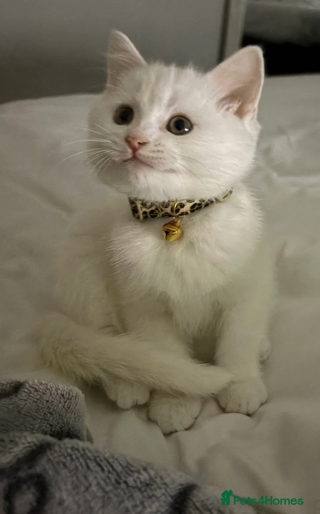 Mixed Breed cats for sale: Phillis beautiful white kitten  - Advert 2