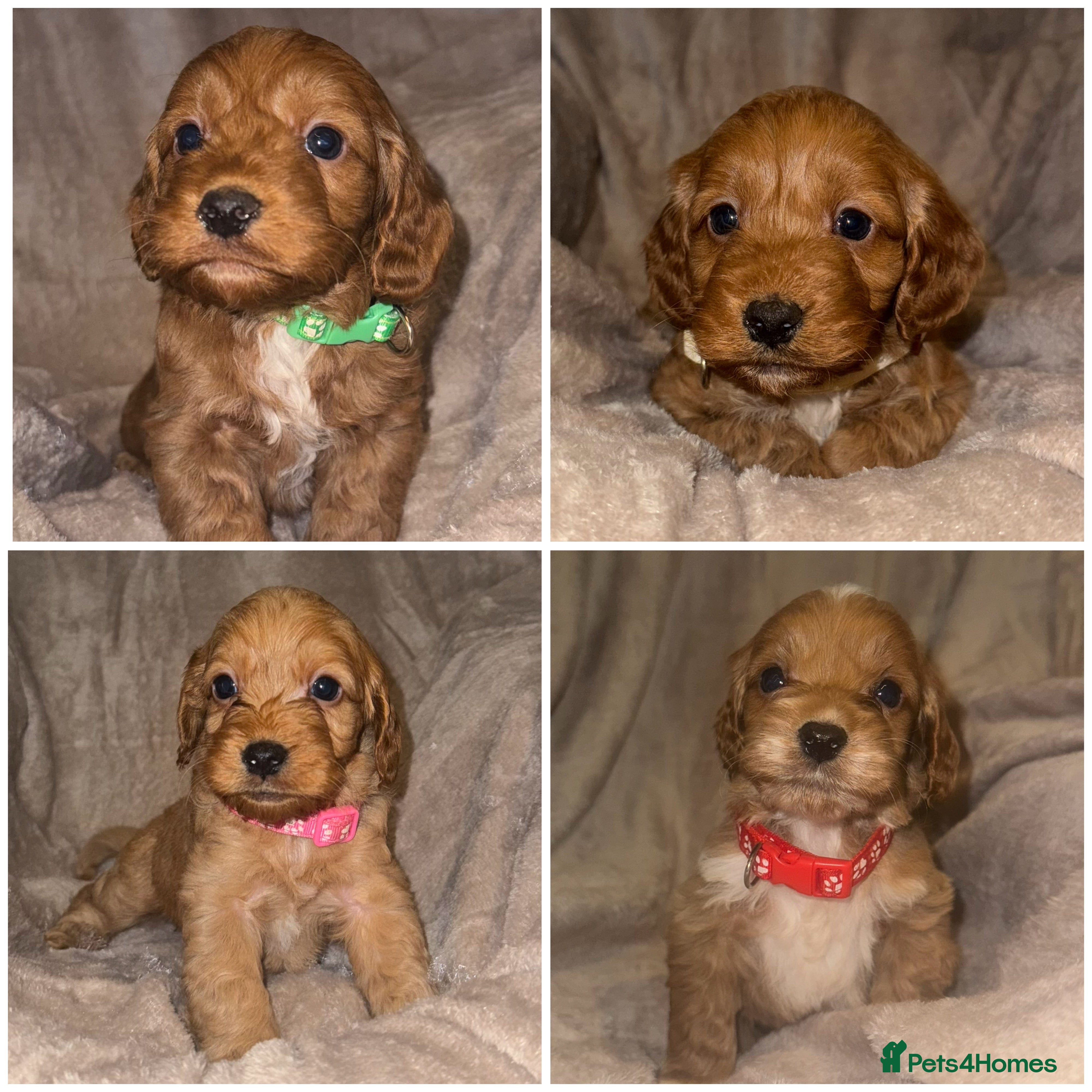 Cockapoo dogs 7 Cockapoo F1 class Fox red puppies - Advert 5