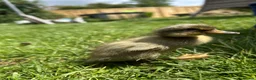 Ducks poultry for sale: Indian runner ducklings  - Advert 6