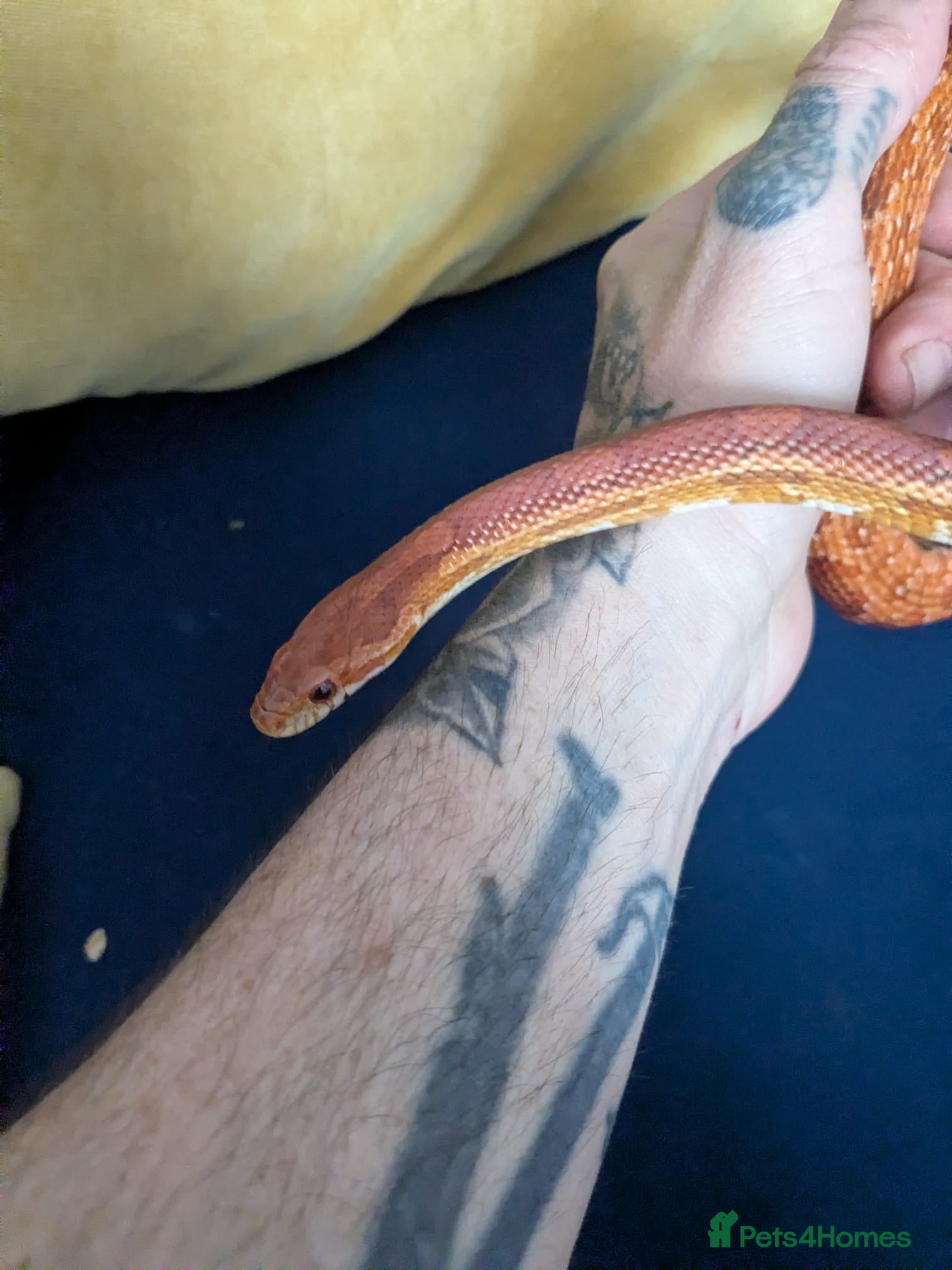 Corn Snake reptiles Caramel calefornian corn snake - Advert 7