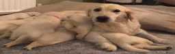 Golden Retriever dogs for sale: Super fluffy cream pups in Newark - Advert 38