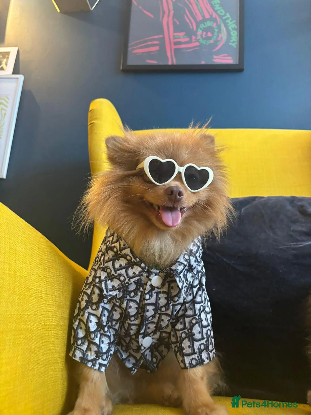 Pomeranian dogs for stud: Cobee (PROVEN)  ( STUD ONLY ) (PRODUCING MERLES)   in Liverpool - Advert 6