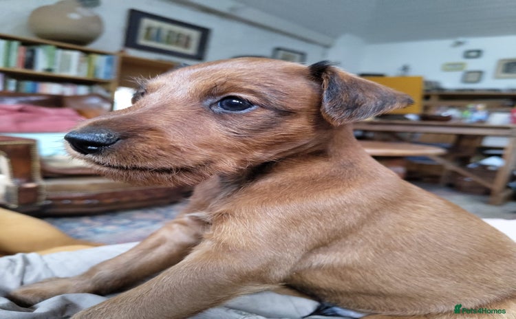 Irish Terrier dogs - Advert 1