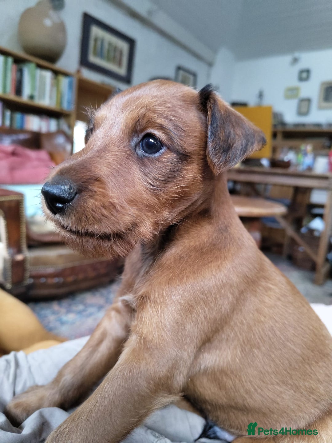 Irish Terrier dogs for sale: KC 5th Generation Pedigree Irish Terrier Puppies  - Image 1