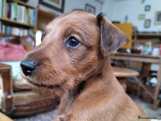 Irish Terrier dogs - Advert 2