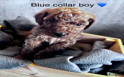 Cockapoo dogs for sale: ✨ READY SOON-Adorable F1B Cockapoo Puppies✨ - Image 11