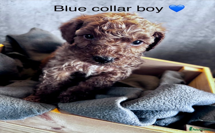 Cockapoo dogs - Advert 6