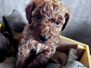 Cockapoo dogs - Advert 5