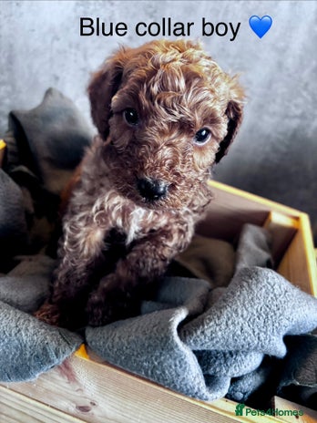 Cockapoo dogs - Advert 9