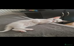 Domestic Shorthair cats for sale: 2 white kittens ready to move into their new homes - Image 12