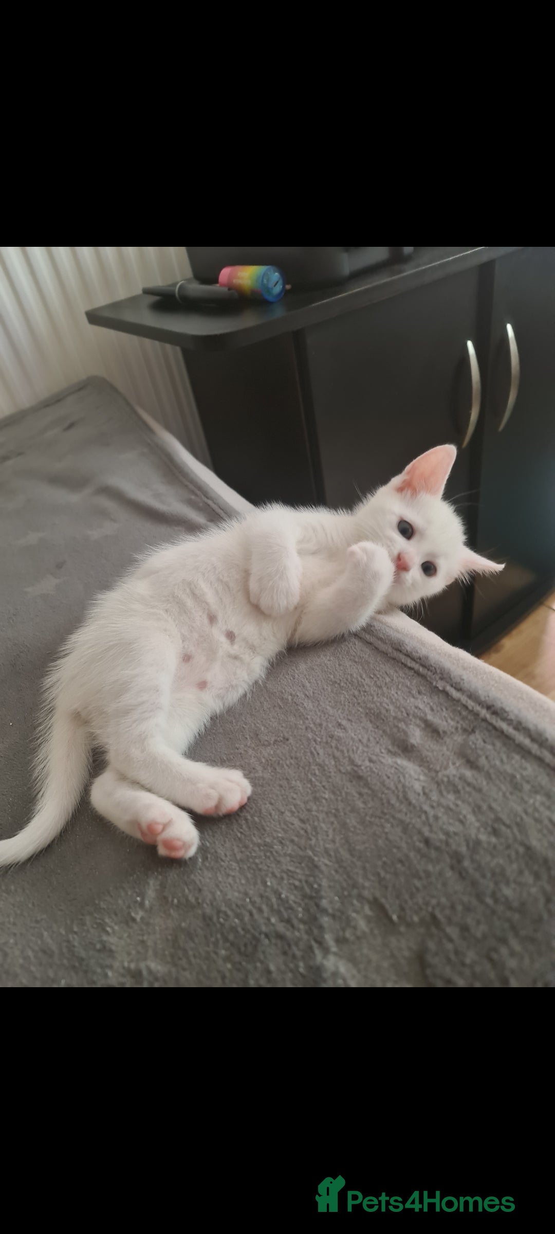 Domestic Shorthair cats for sale: 2 white kittens ready to move into their new homes - Image 12
