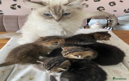 RagaMuffin cats for sale: Beautiful Ragdoll kittens  - Image 3