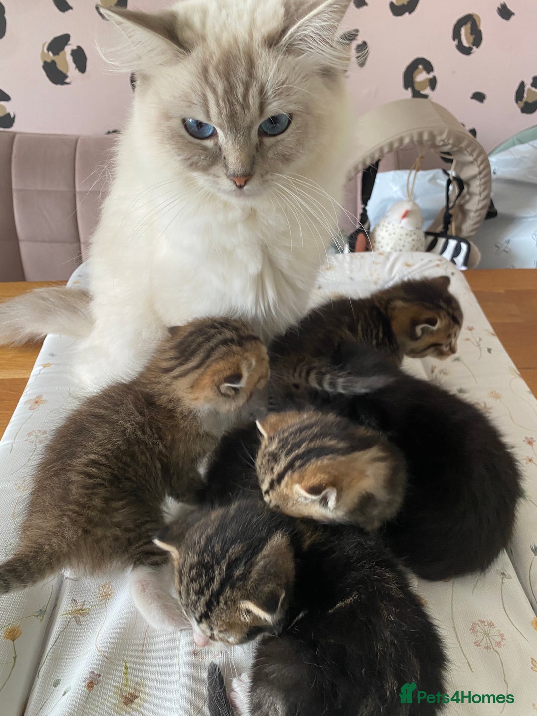 RagaMuffin cats for sale: Beautiful Ragdoll kittens  - Image 3