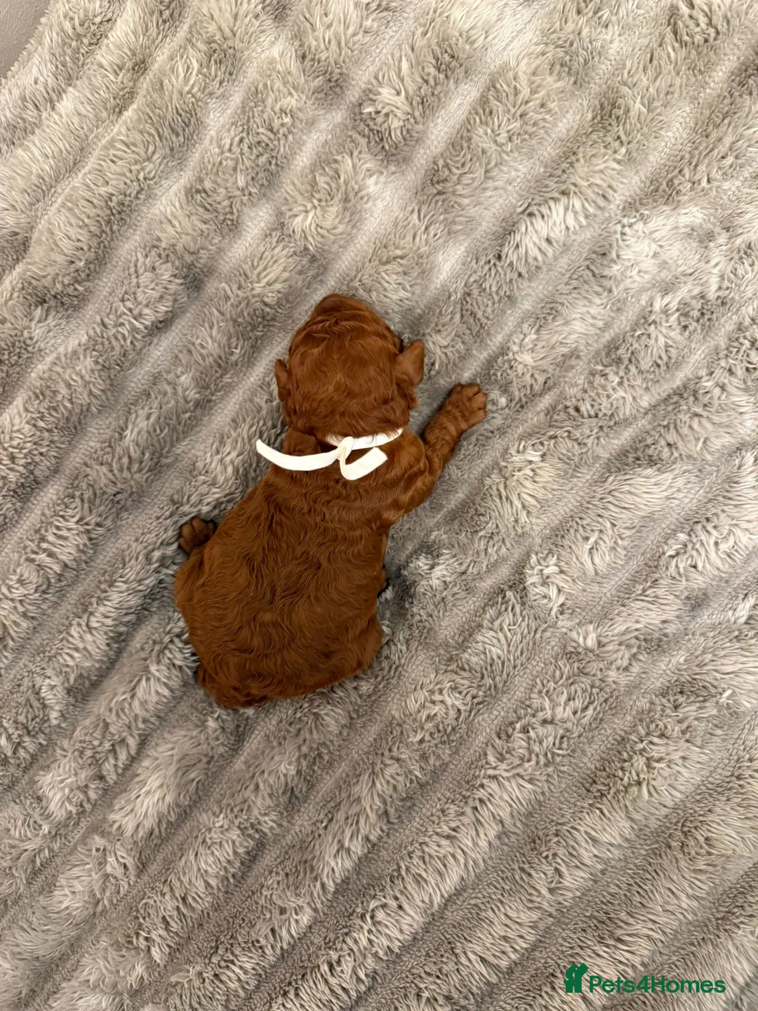 Cavapoo dogs for sale: Beautiful fluffy bears  - Advert 11