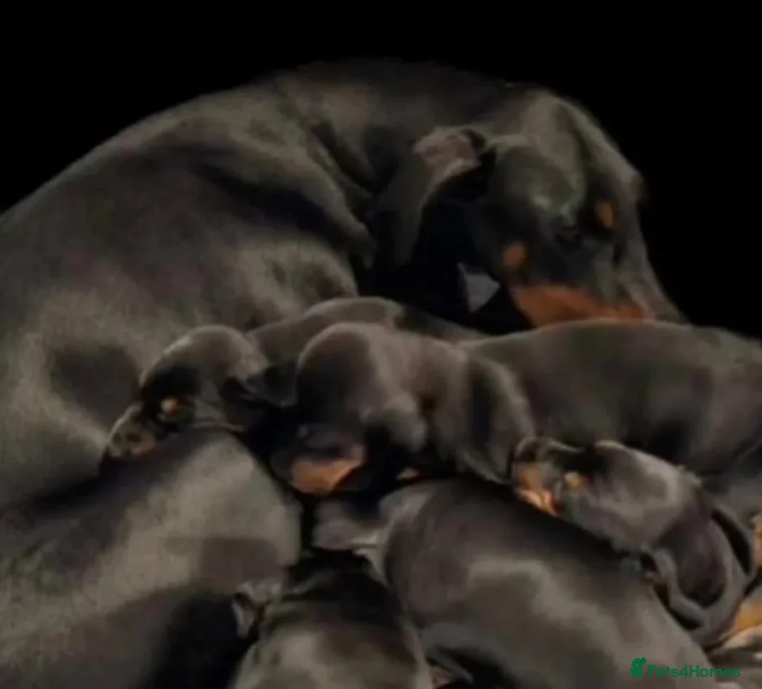 Dobermann dogs for sale: 10 Week Doberman Puppy Microchipped & Vaccinated - Advert 2