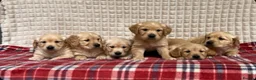 Golden Retriever dogs for sale: GORGEOUS GOLDEN RETRIEVER PUPPIES  in Carmarthen - Advert 22