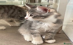Maine Coon cats for sale: Maine coon x domestic kittens. One girl left - Image 8