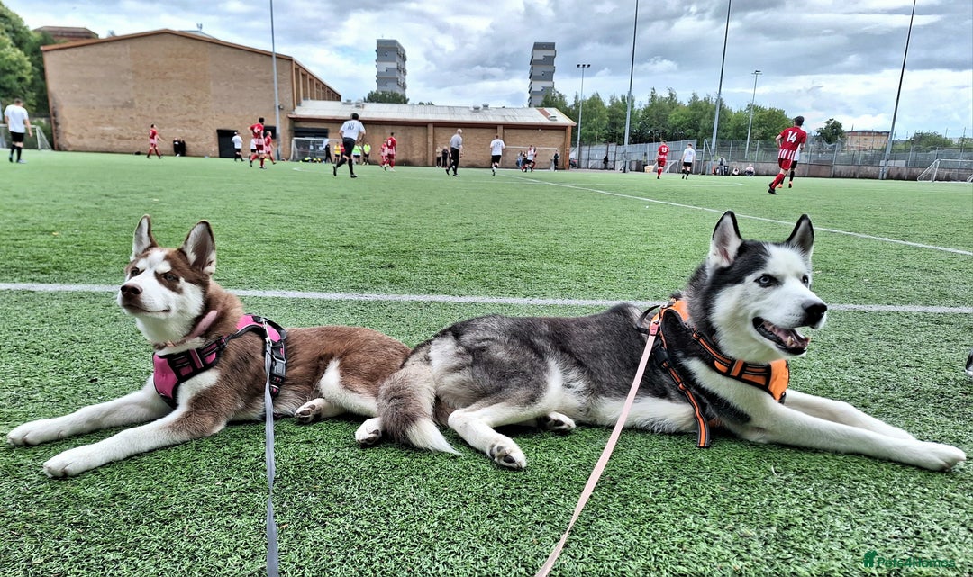 Siberian Husky dogs for stud: Siberian Husky for Stud in Glasgow - Image 11