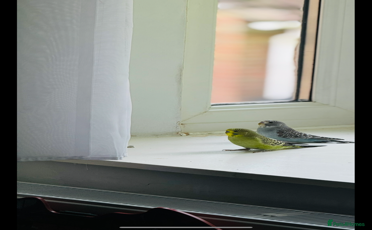 Budgerigars birds - Advert 1