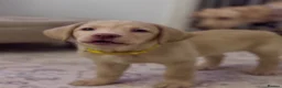 Labrador Retriever dogs for sale: Chunky yellow Labrador pups  - Advert 7
