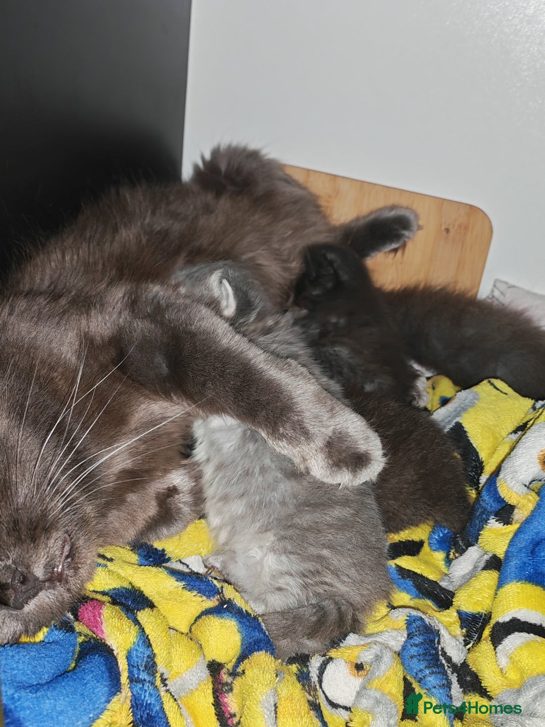 Russian Blue cats for sale: Stunning Russian blue kittens  - Advert 12