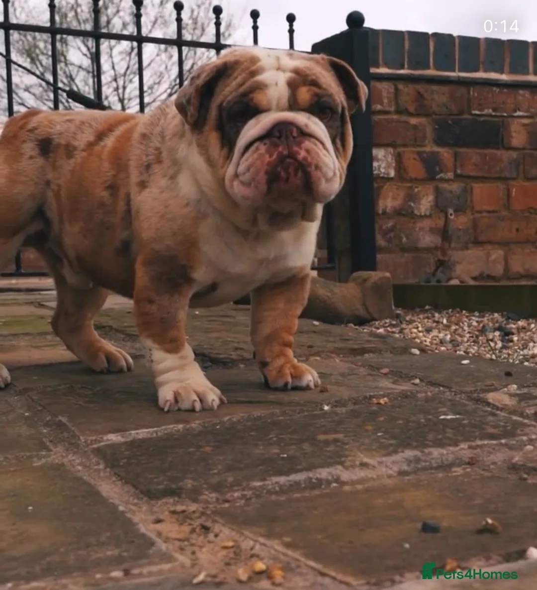 English Bulldog dogs for stud: “JUGGY” Chocolate and tan Merle 🤎 in Shifnal - Advert 1