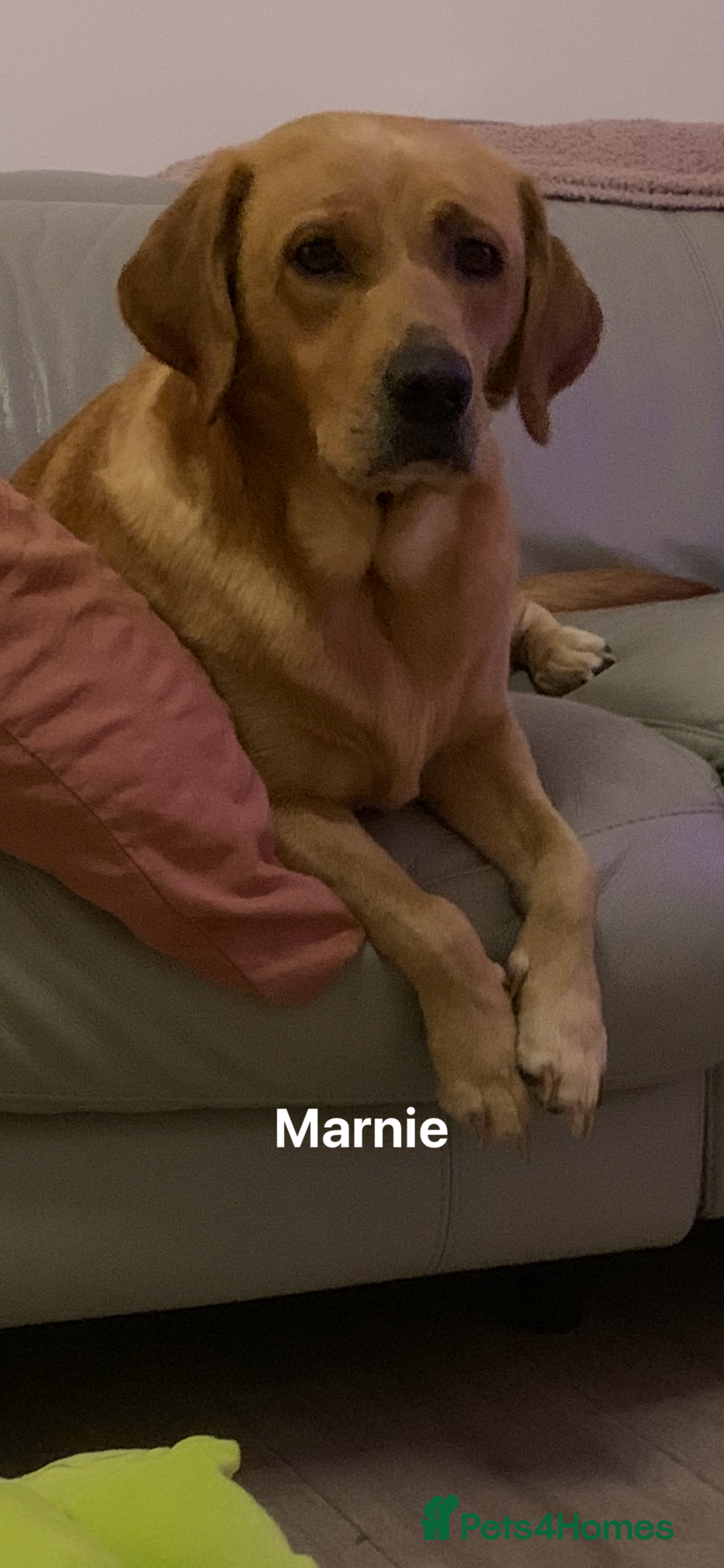 Labrador Retriever dogs for sale: Beautiful Labrador Bitch - Advert 1