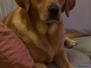 Labrador Retriever dogs Beautiful Labrador Bitch - Advert 2