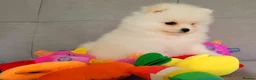 Pomeranian dogs for sale: Stunning KC Pomeranian Puppies for sale - Advert 24