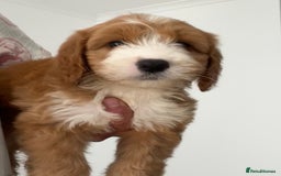 Cockapoo dogs for sale: F1 cockapoo puppies  in Esher - Image 9