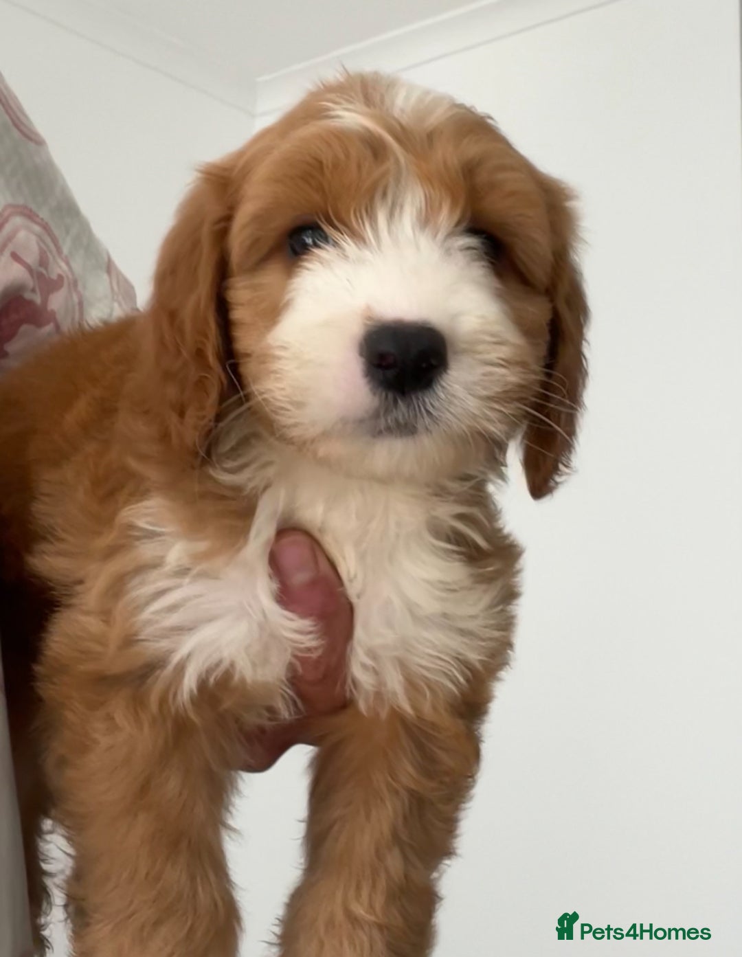 Cockapoo dogs for sale: F1 cockapoo puppies  in Esher - Image 9