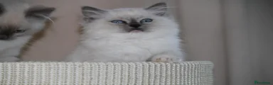 Ragdoll 2
