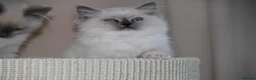 Ragdoll cats for sale: Beautiful ragdoll kittens in Manchester - Advert 19