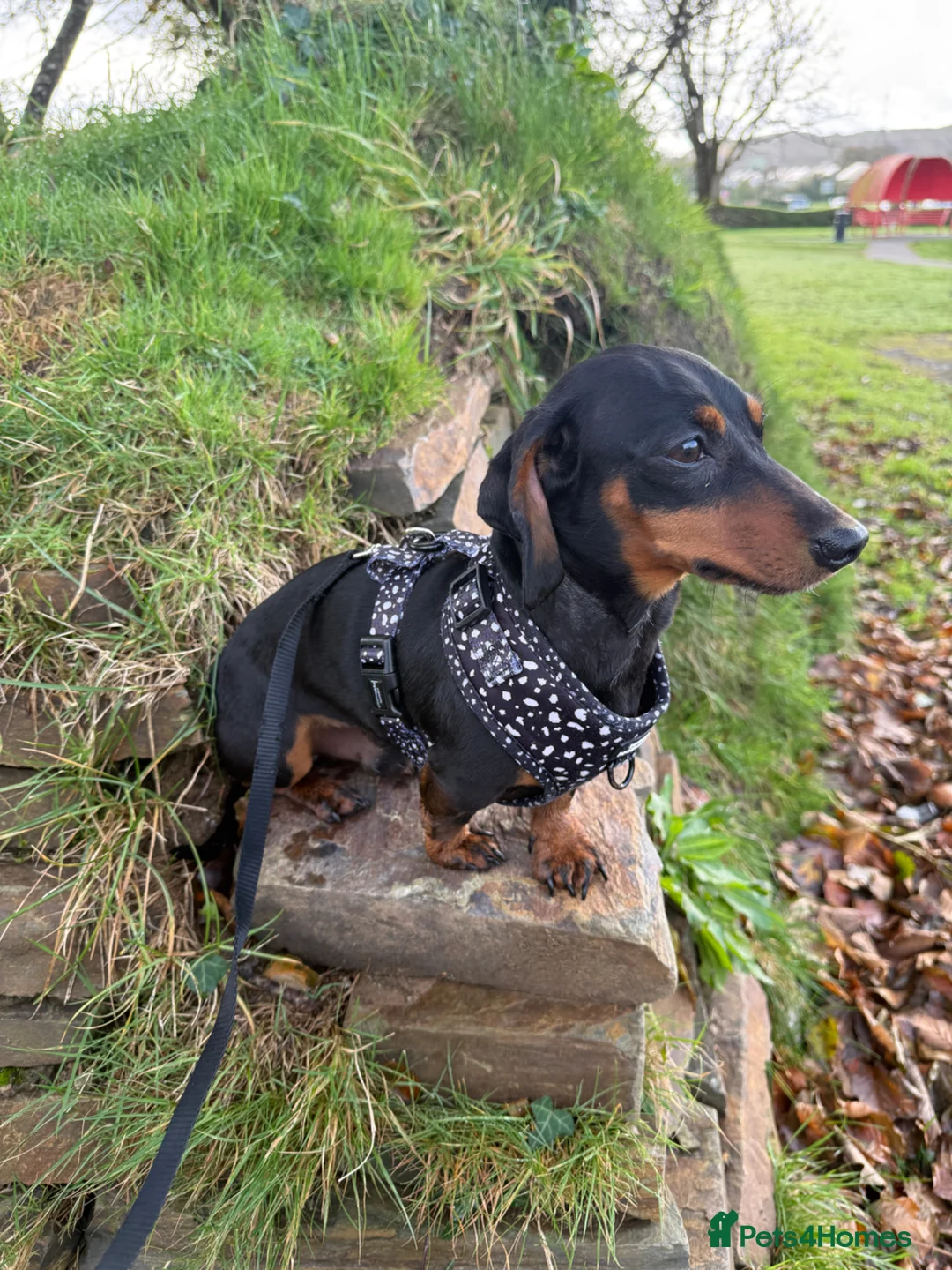 Miniature Dachshund dogs for sale: Miniature Dachshund for sale   - Advert 1