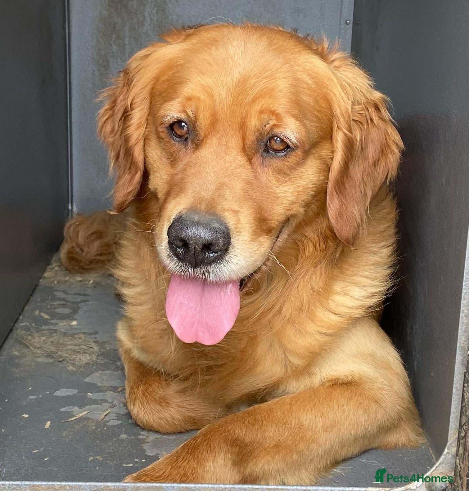 Golden Retriever dogs Beautiful KC Golden Retrievers  - Advert 2