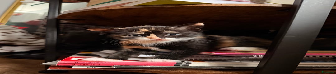 Mixed Breed Kitten 4