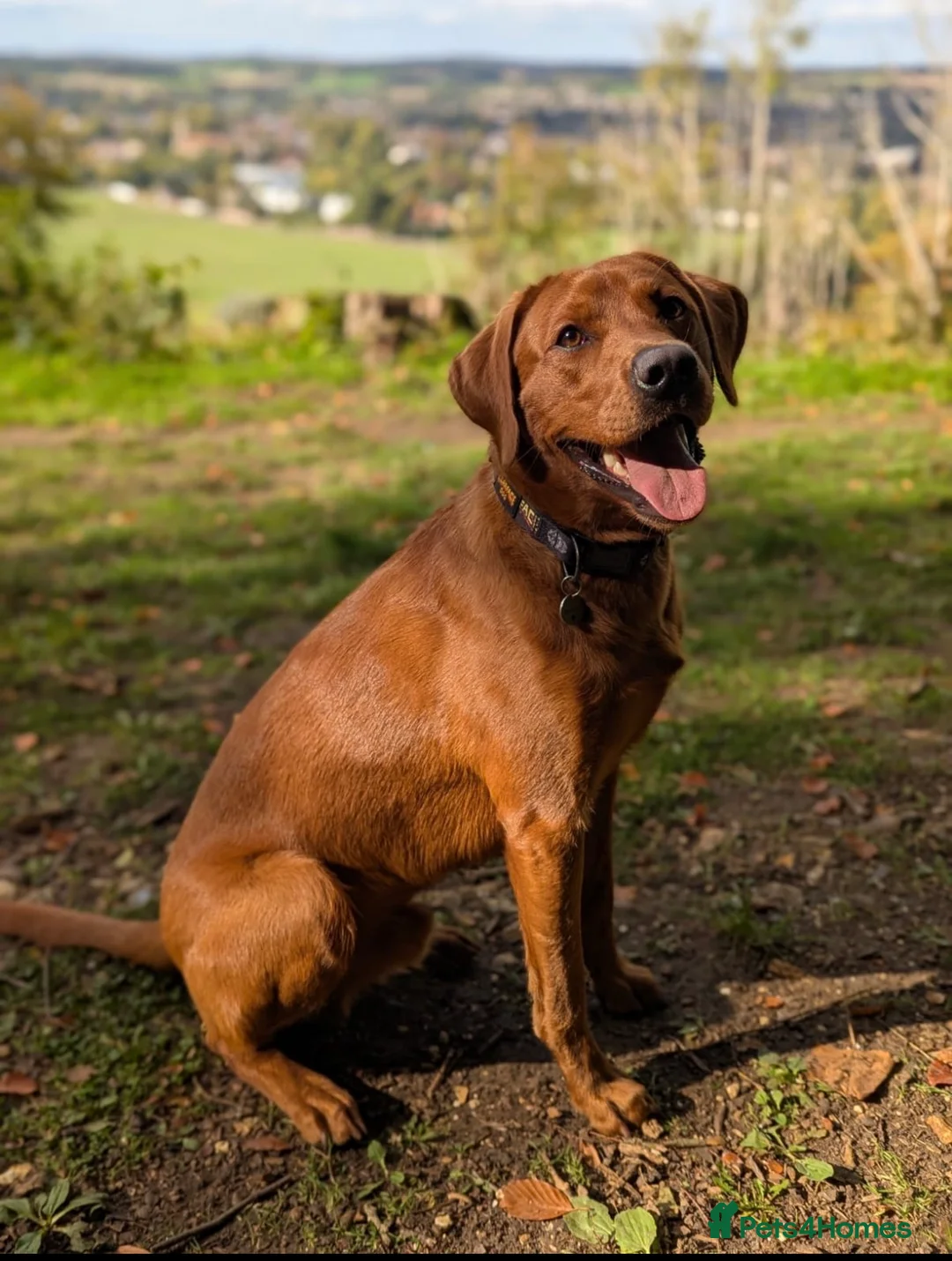 Labrador Retriever dogs for sale: AGLABS Pennyroyal tea x AGLABS In your honour - Advert 10
