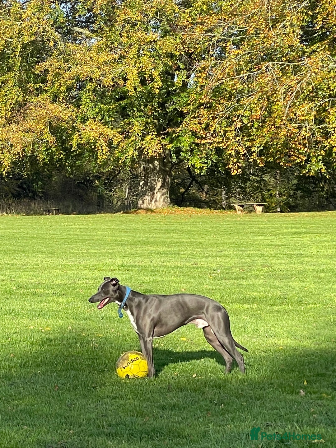 Whippet dogs for stud: Striking Blue Whippet for Stud in Banbury - Image 12