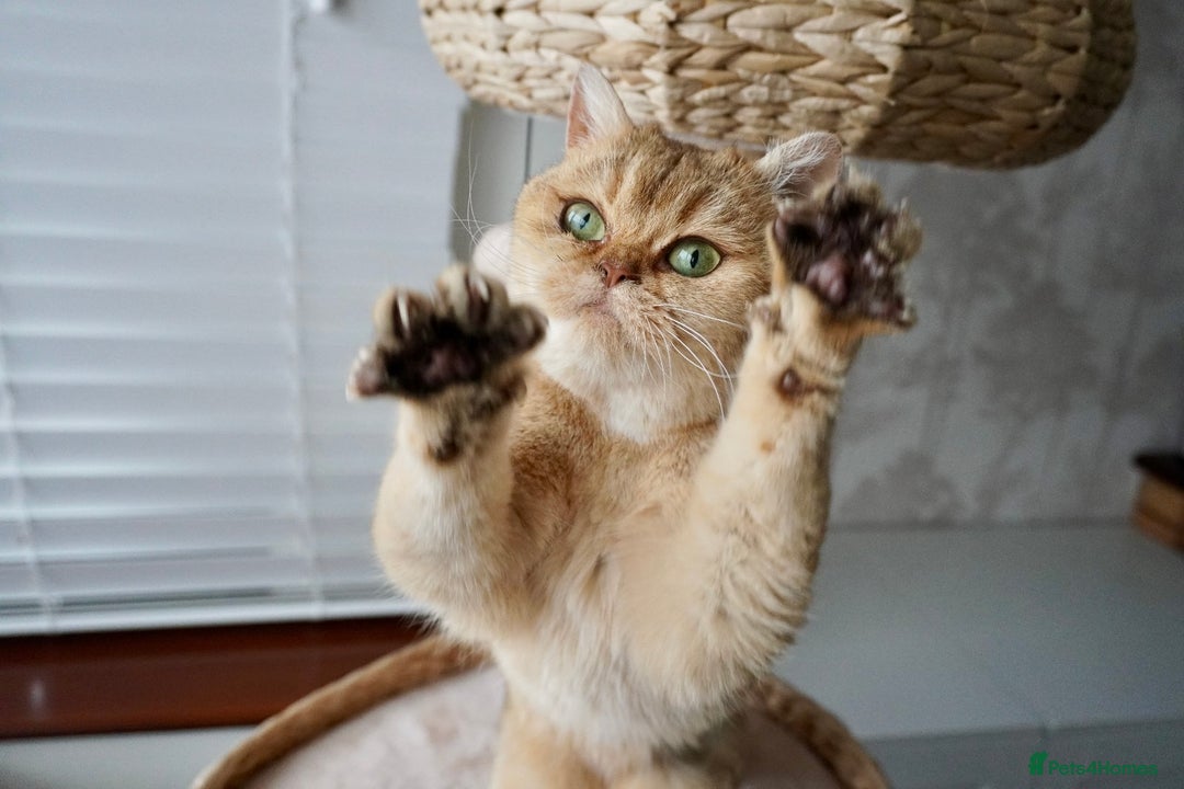 Scottish Fold cats for sale: Gorgeous Scottish Straight Girl - Advert 5