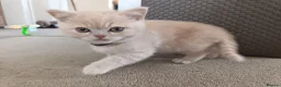 British Shorthair cats for sale: GCCF registered cream and lilac BSH - Advert 23