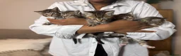 Siberian cats for sale: Siberian Cross Kittens – Playful & Litter Trained - Advert 5