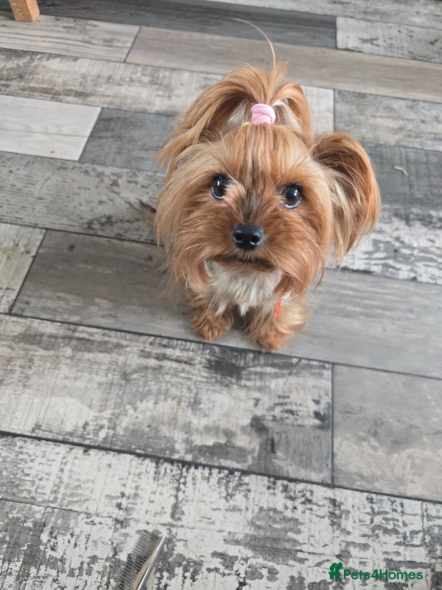 Yorkshire Terrier dogs  Masha looking for new home - Advert 1